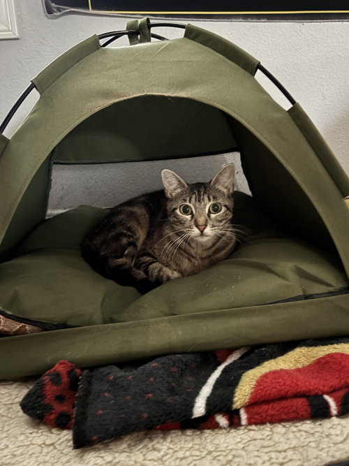 picture of the cat needing adoption