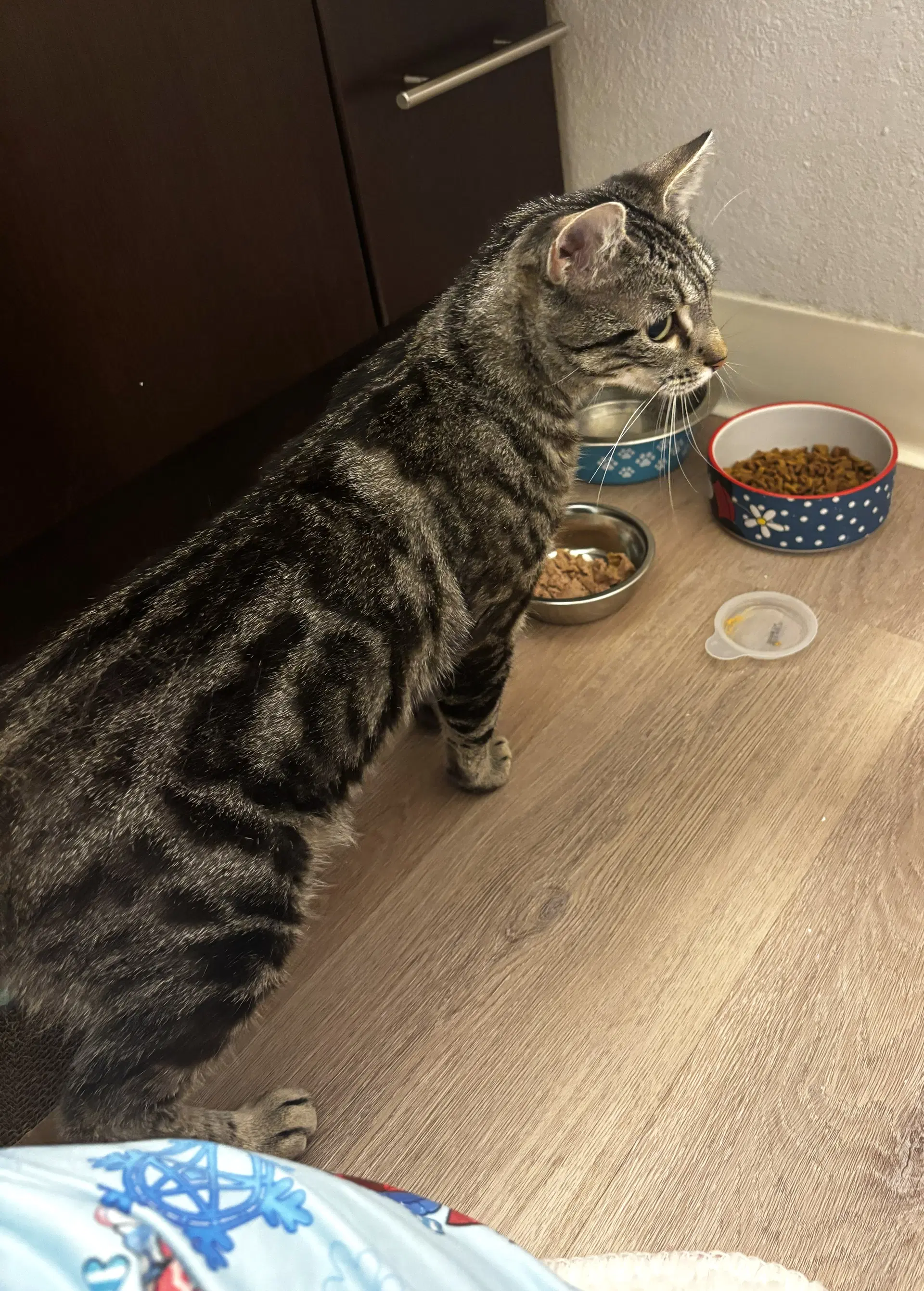 Alita - Tabby