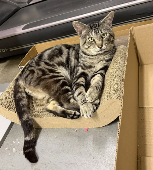 picture of the cat needing adoption