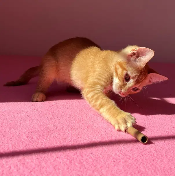 Frankie - Tabby