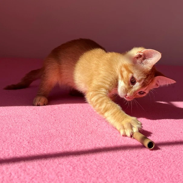Frankie