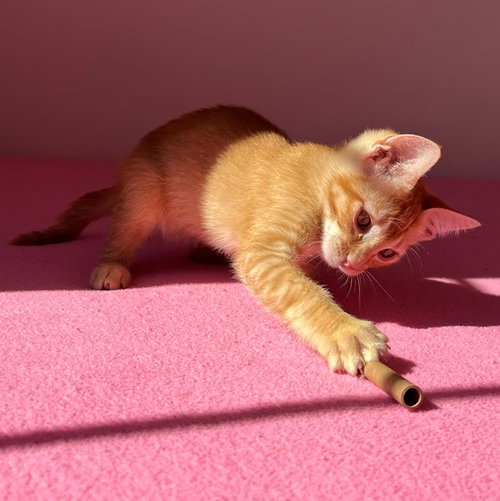 picture of the cat needing adoption