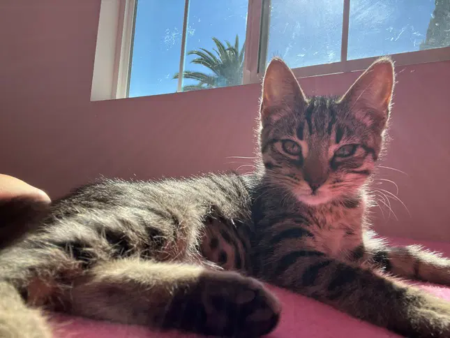 Rikki - Tabby
