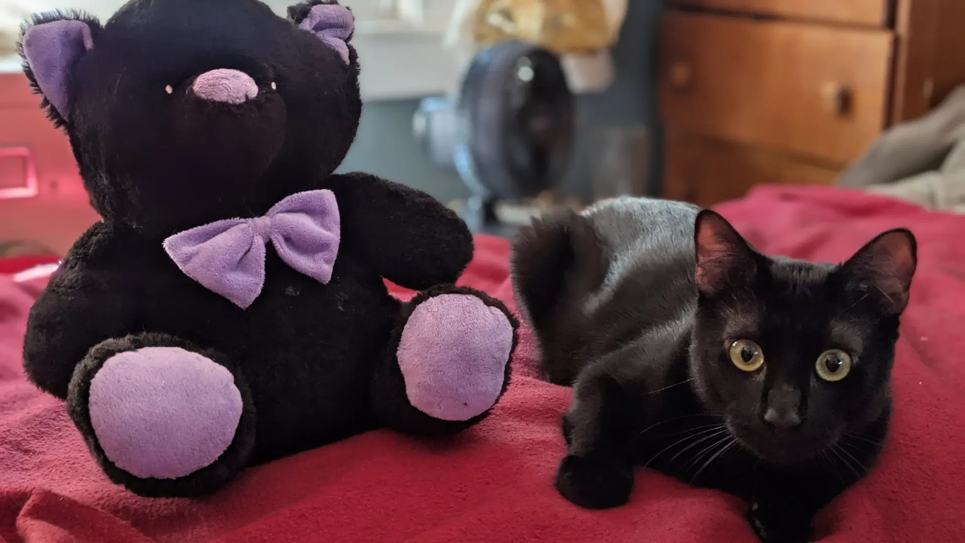 Onyx - Domestic Short Hair