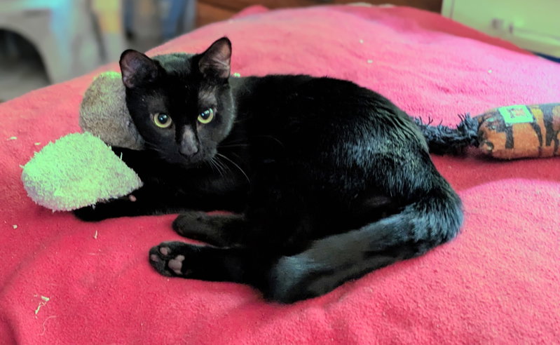 onyx, photo 3
