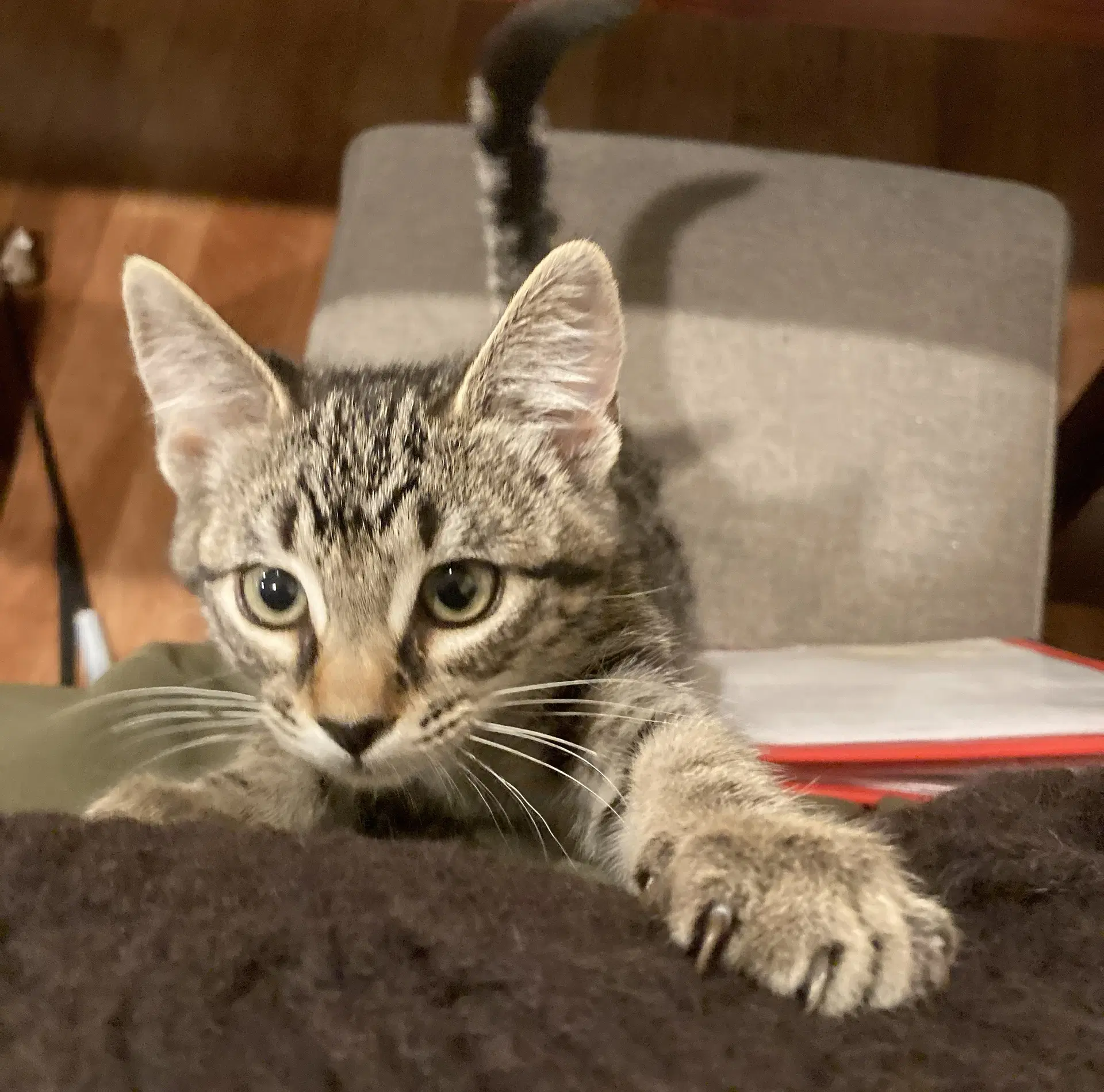 Beep - Tabby