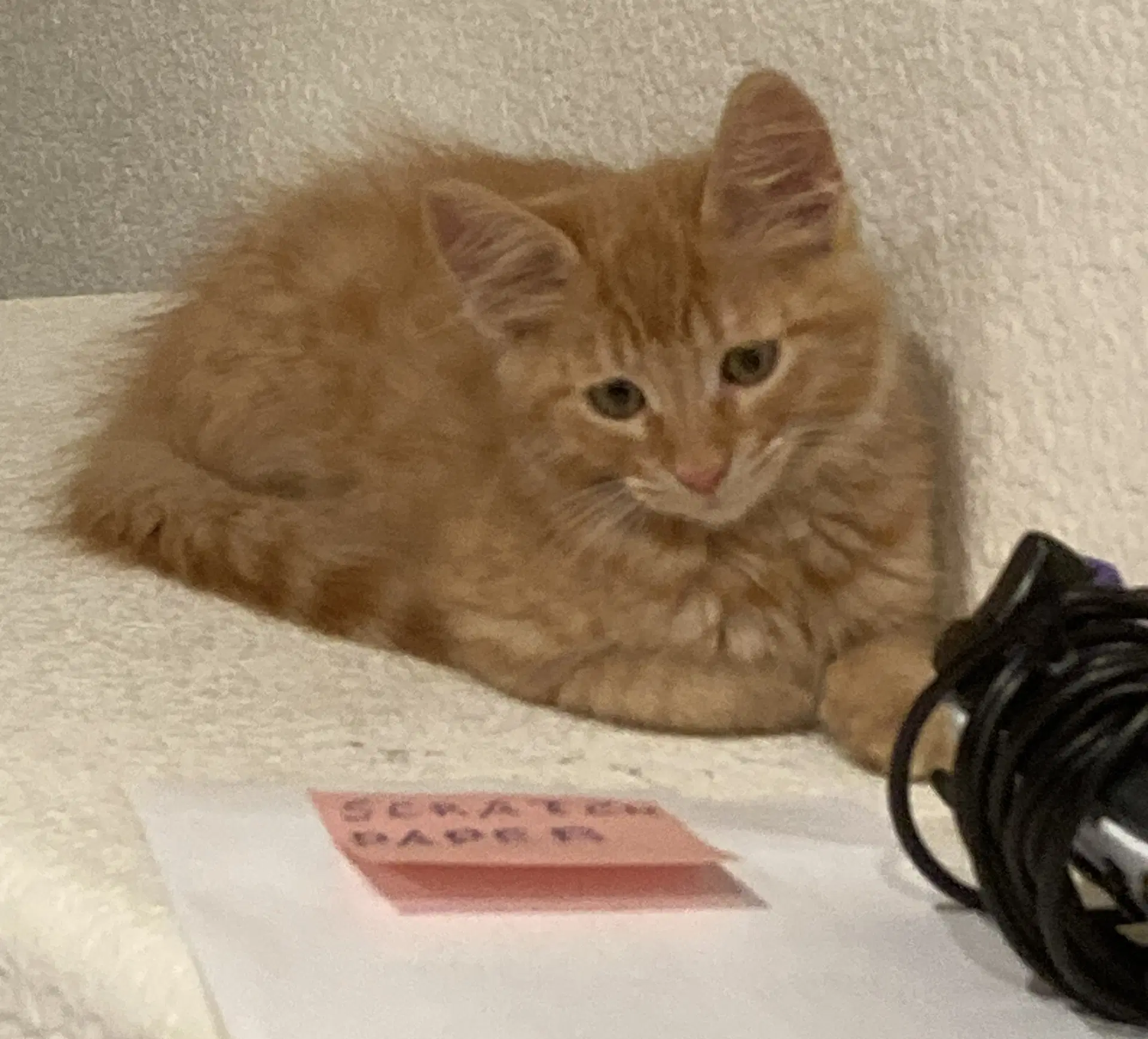 Satsuma - Tabby