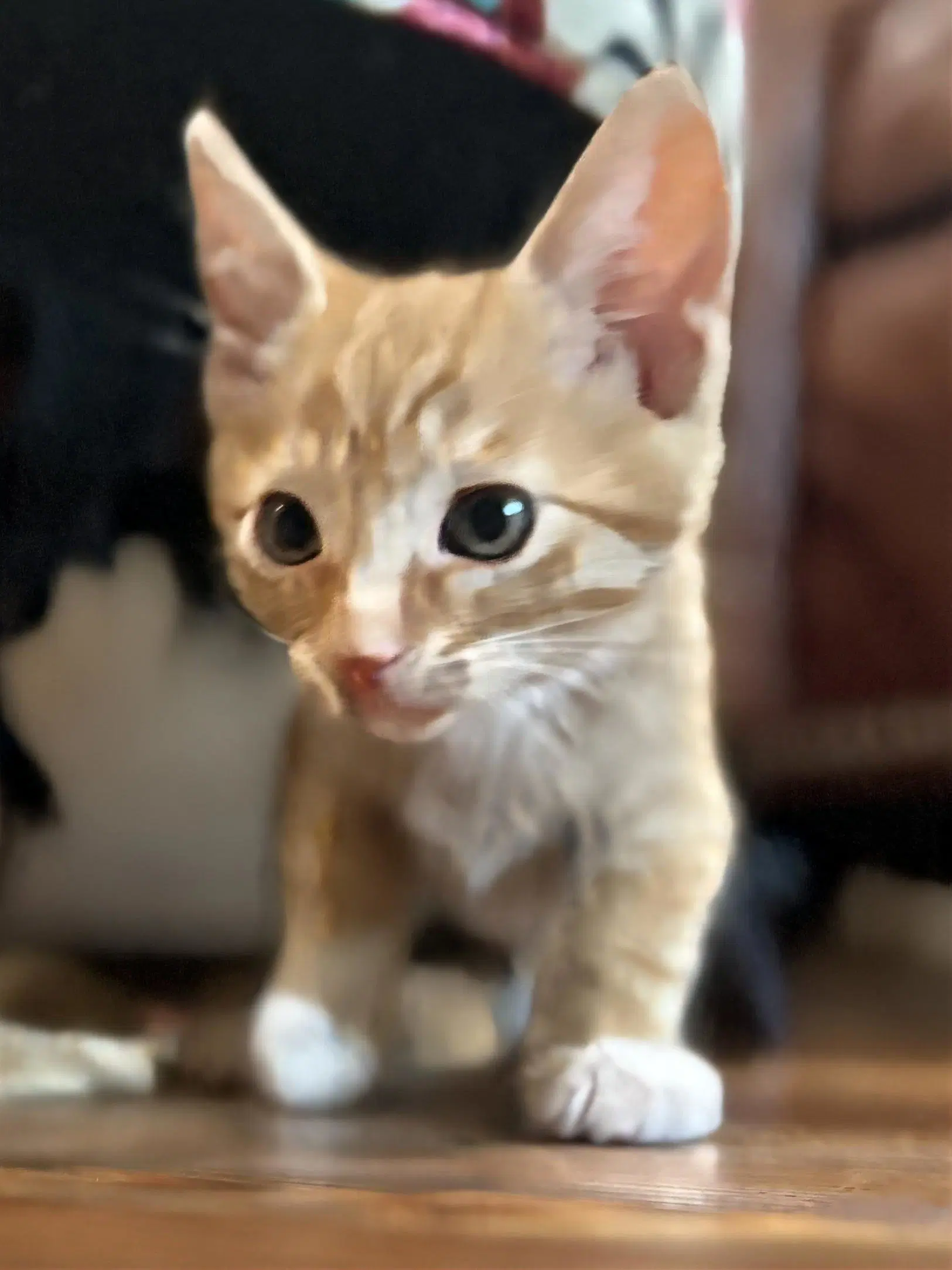 Maple - Tabby