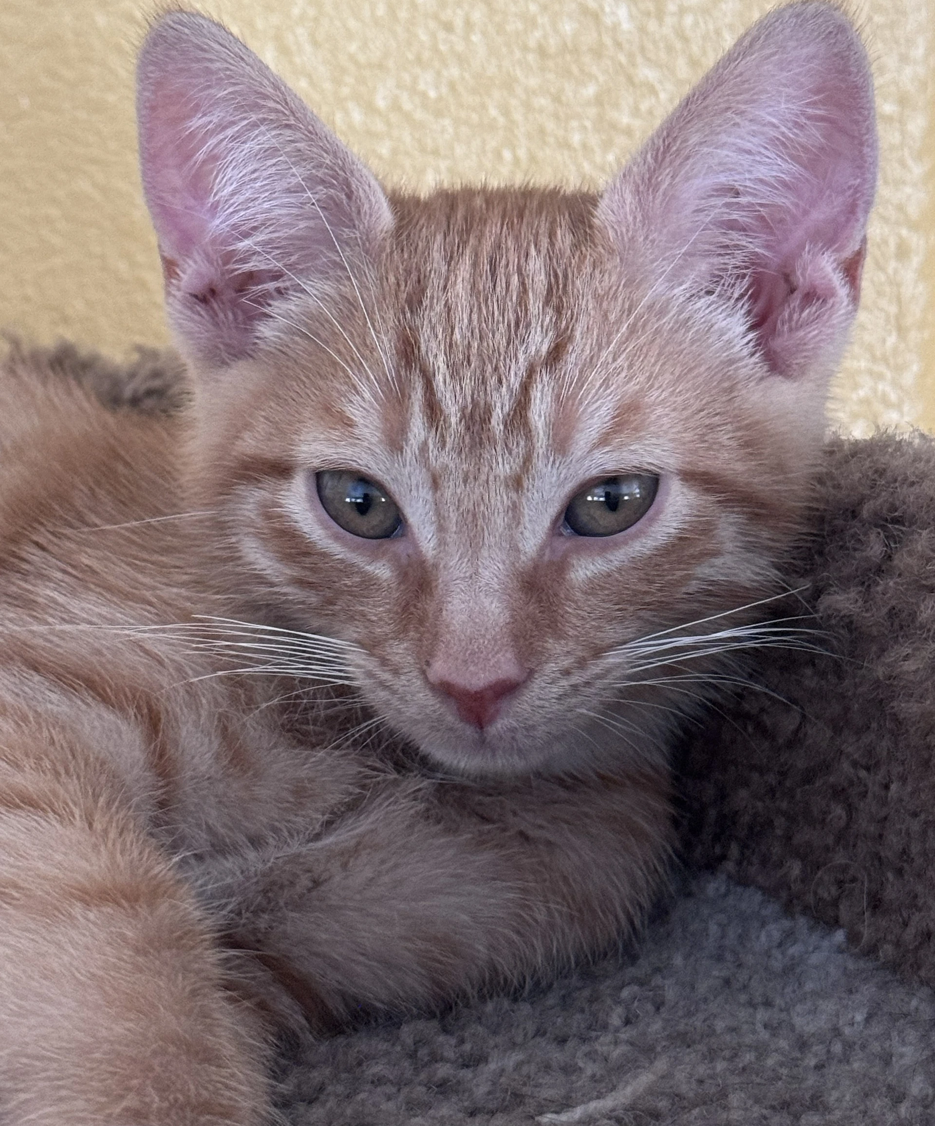 Maple