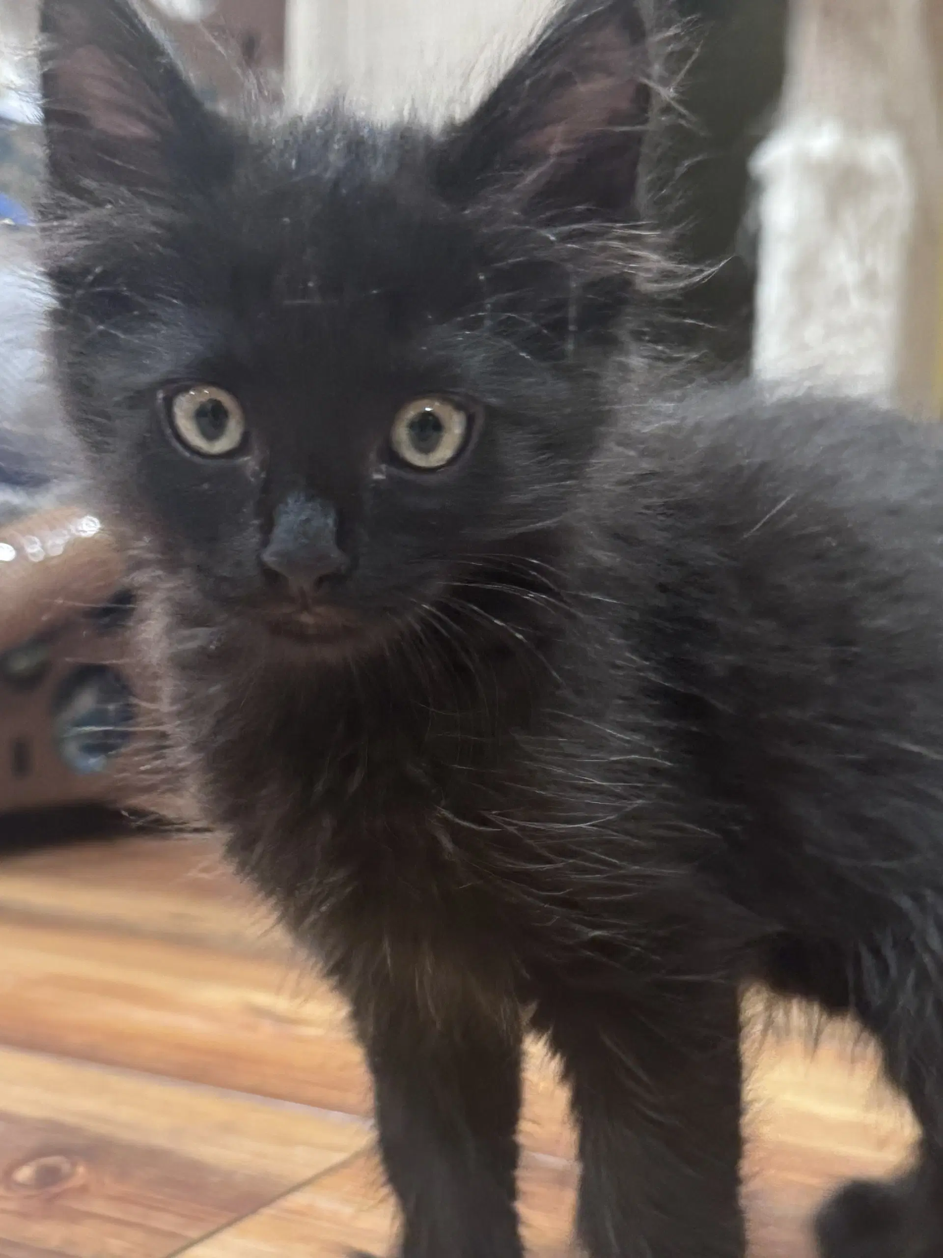 Chai - Domestic Long Hair