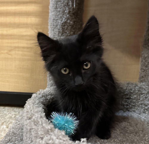 picture of the cat needing adoption