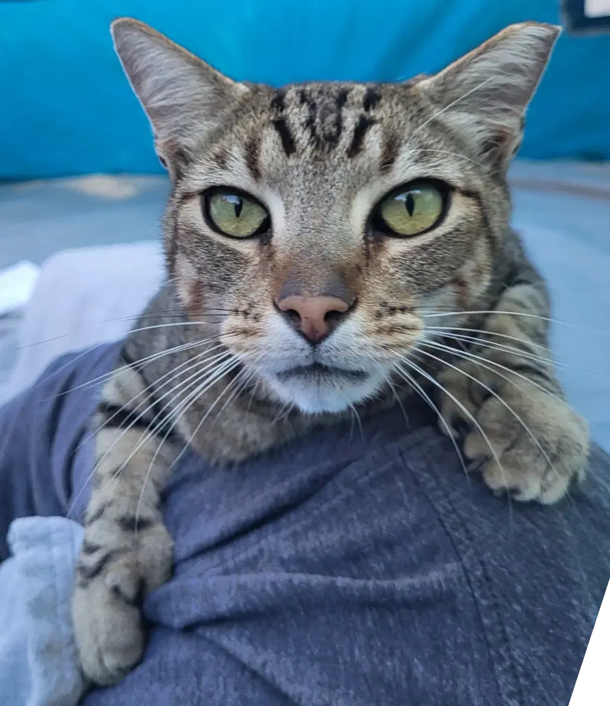 Mr Mittens image 2
