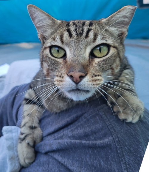 Photo 2 of Mr Mittens