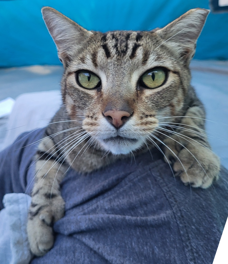 Mr Mittens, photo 2