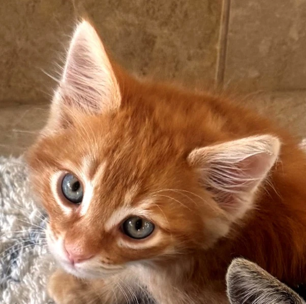 Wilbur