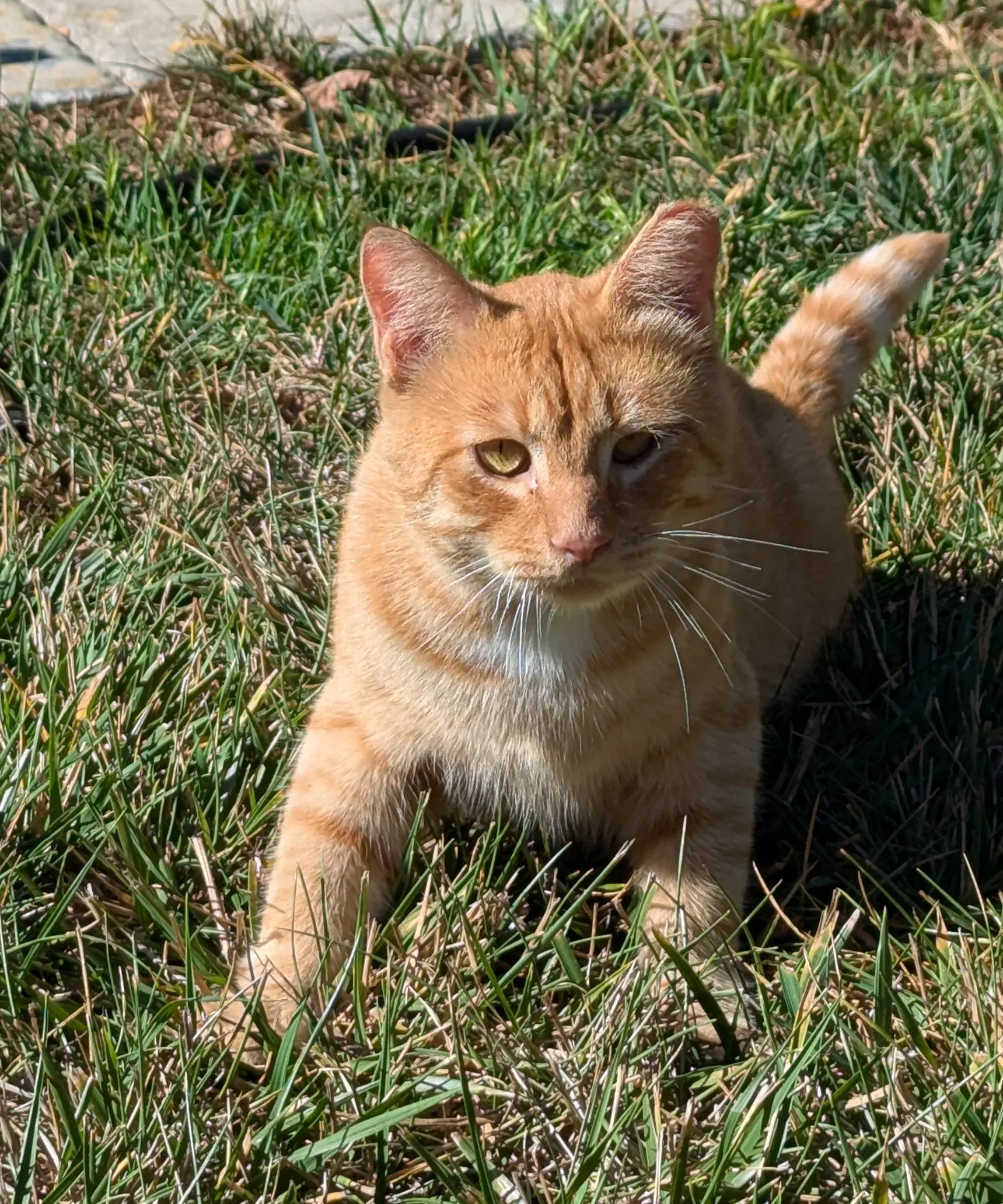 Belly - Domestic Short Hair