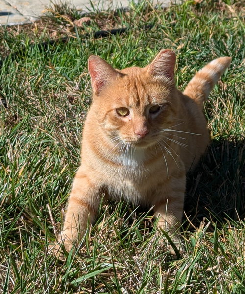 picture of the cat needing adoption