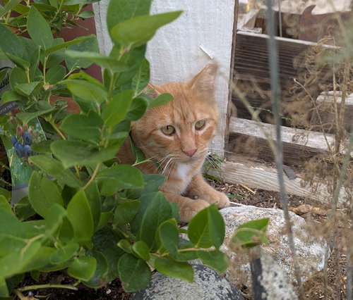 Photo 5 of Milo