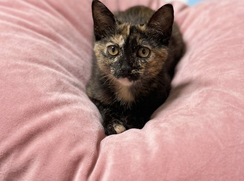 torrie, a cat for adoption from 13thstcats.org