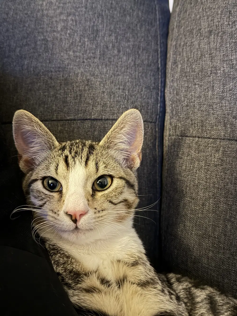 Juniper - Domestic Short Hair