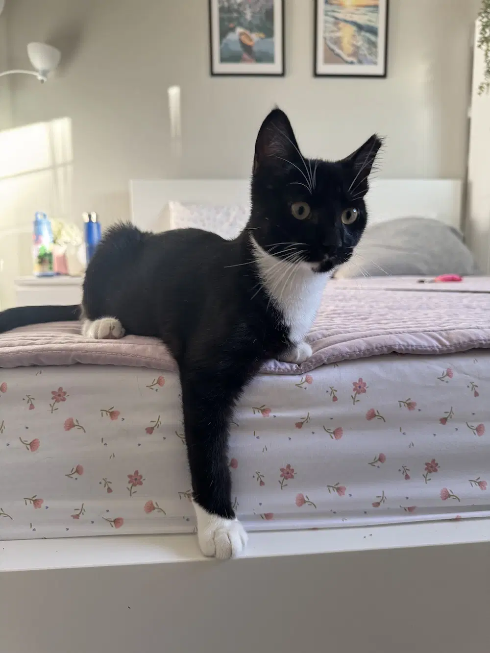 Birch - Domestic Short Hair