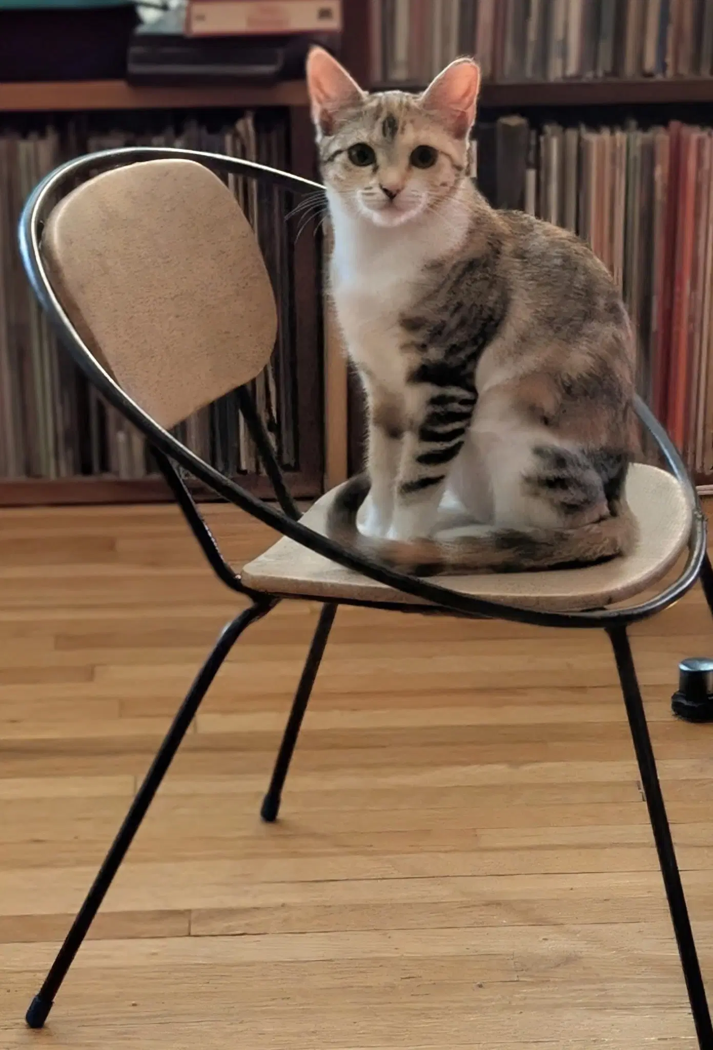 Ivy - Calico