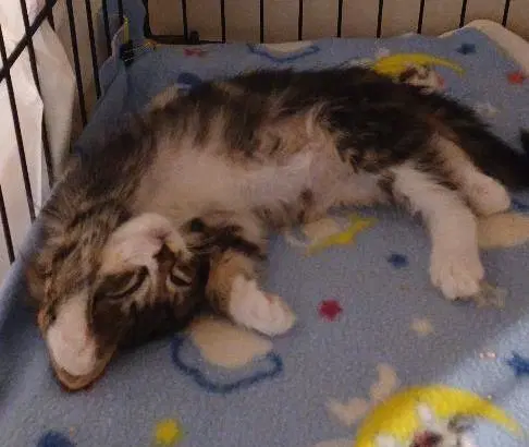 Augie - Maine Coon