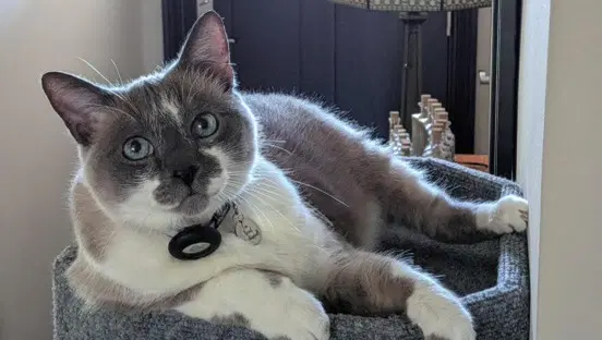 Mack - Siamese