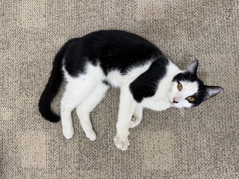 Chess, an adult male cat up for adoption