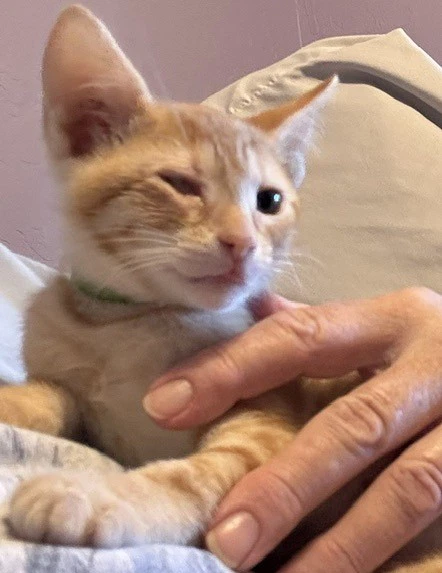 Wink