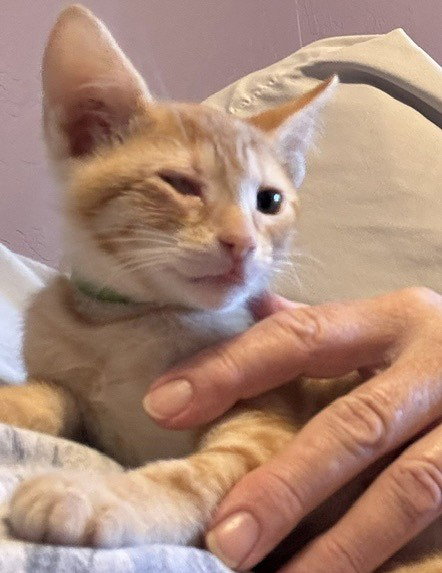wink, a cat for adoption from 13thstcats.org