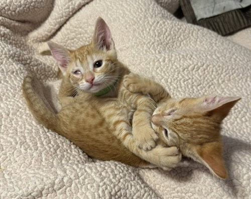 Photo 4 of wink