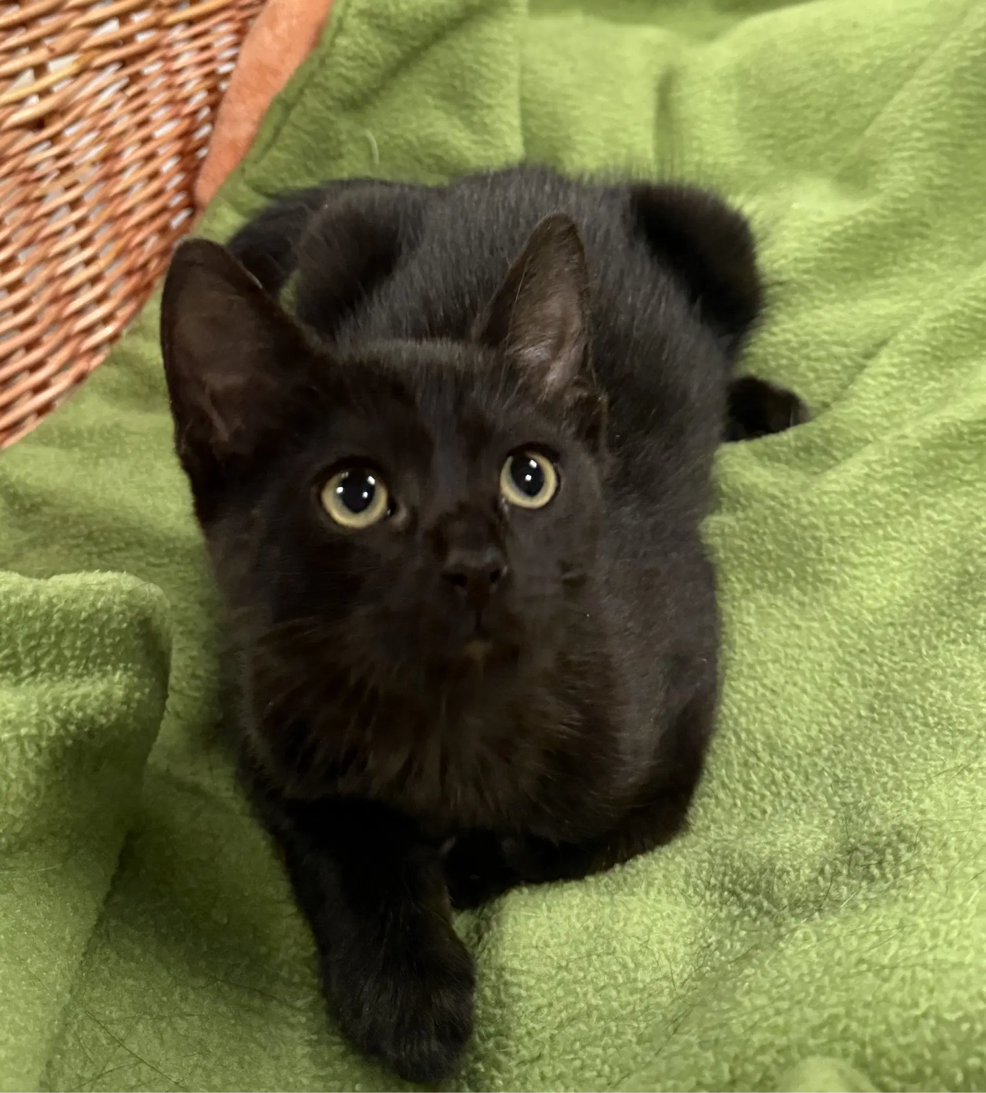 Polly - Domestic Medium Hair
