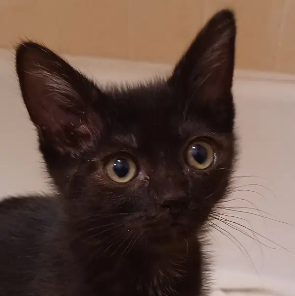 Aura - Domestic Short Hair