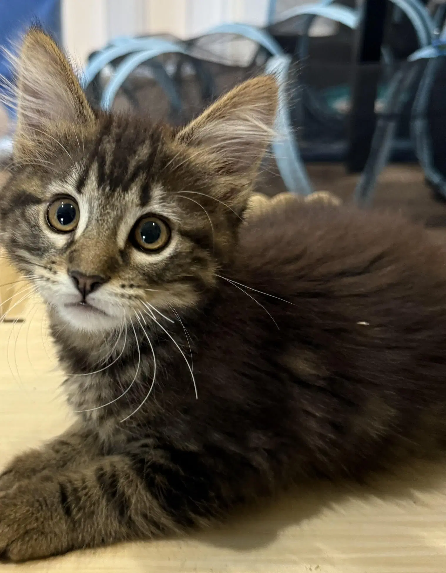 Ms Marvel - Tabby