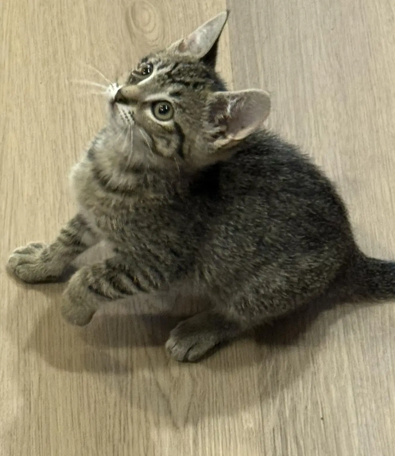 Wanda - Tabby
