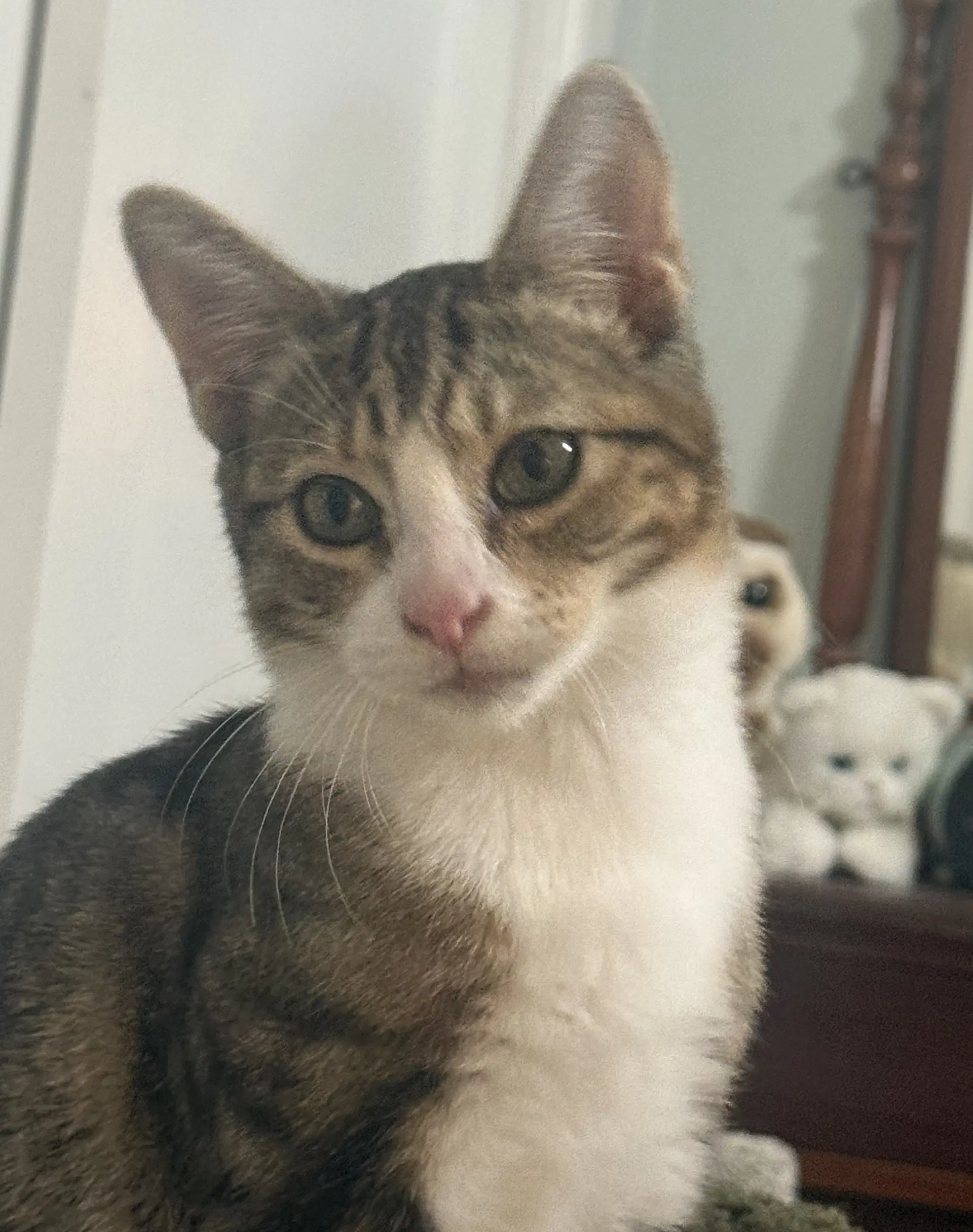Milo image 1