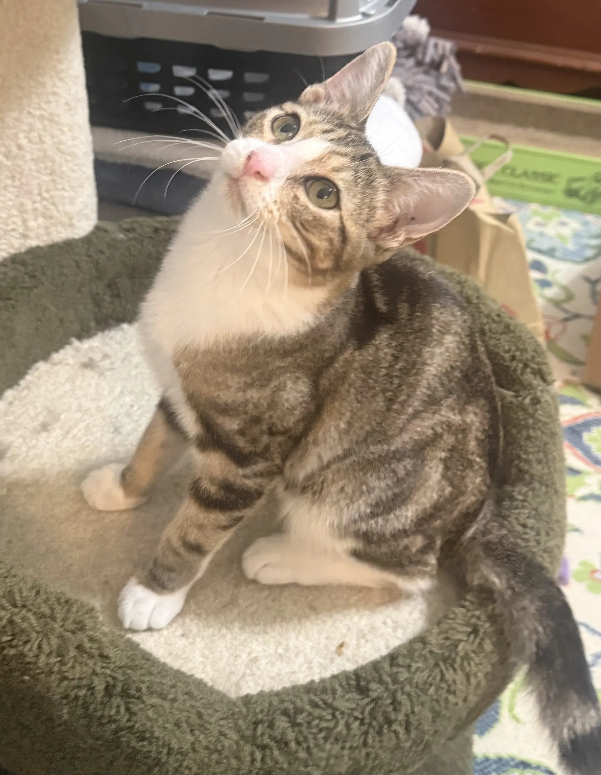 Milo image 2