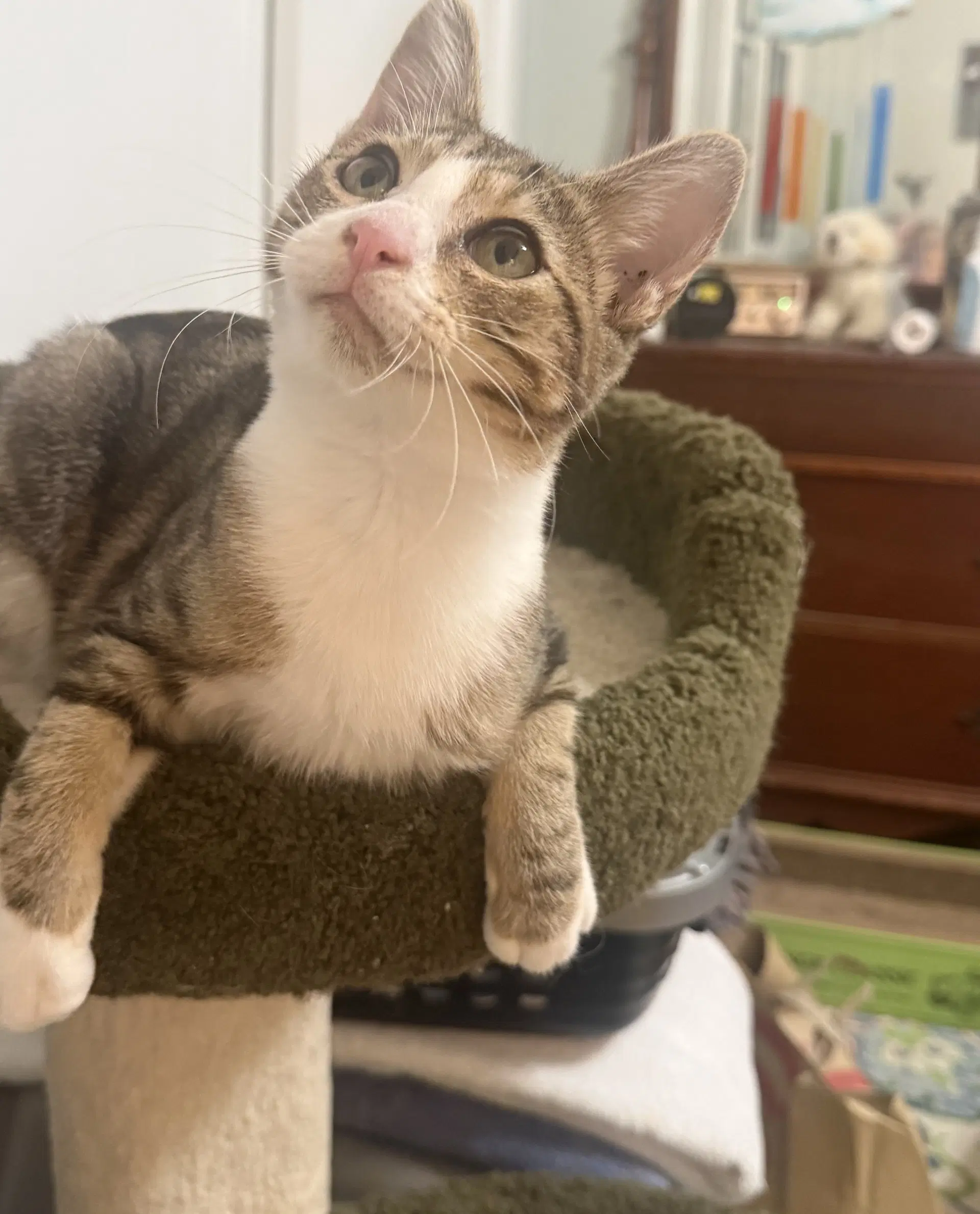 Milo image 3