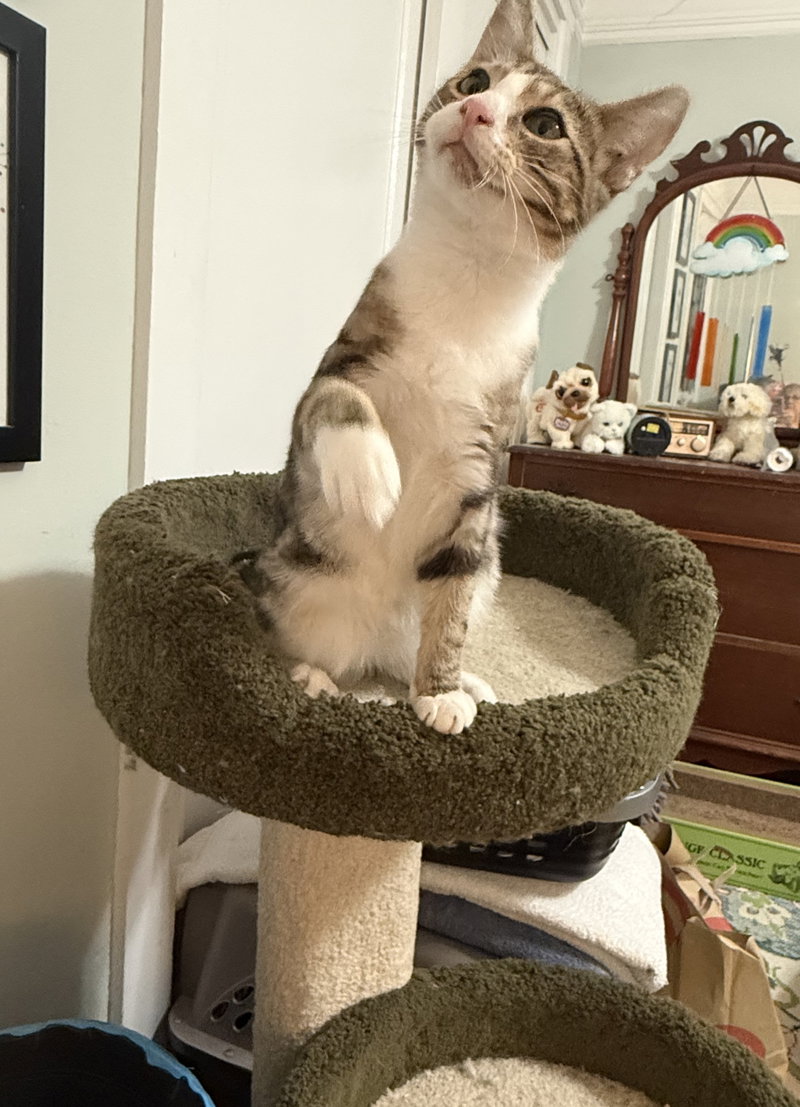 milo 2, photo 4