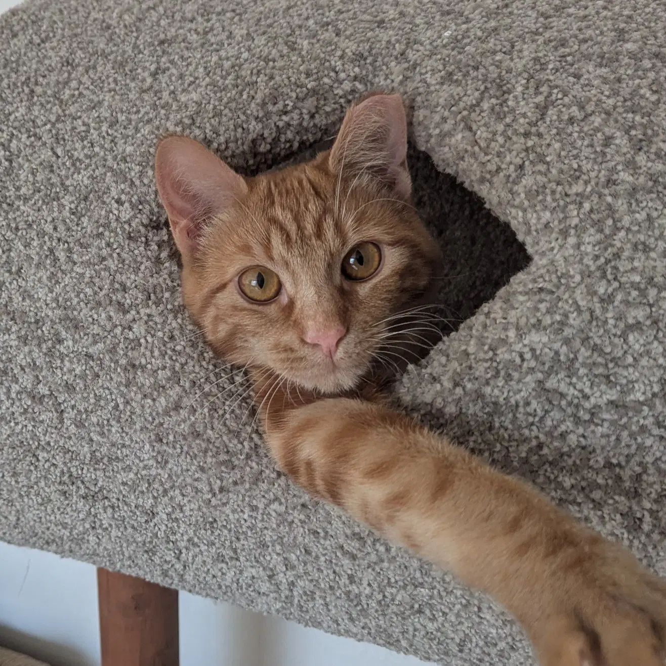 Rocky - Domestic Short Hair