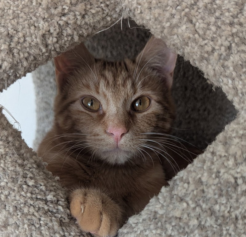 rocky, photo 2