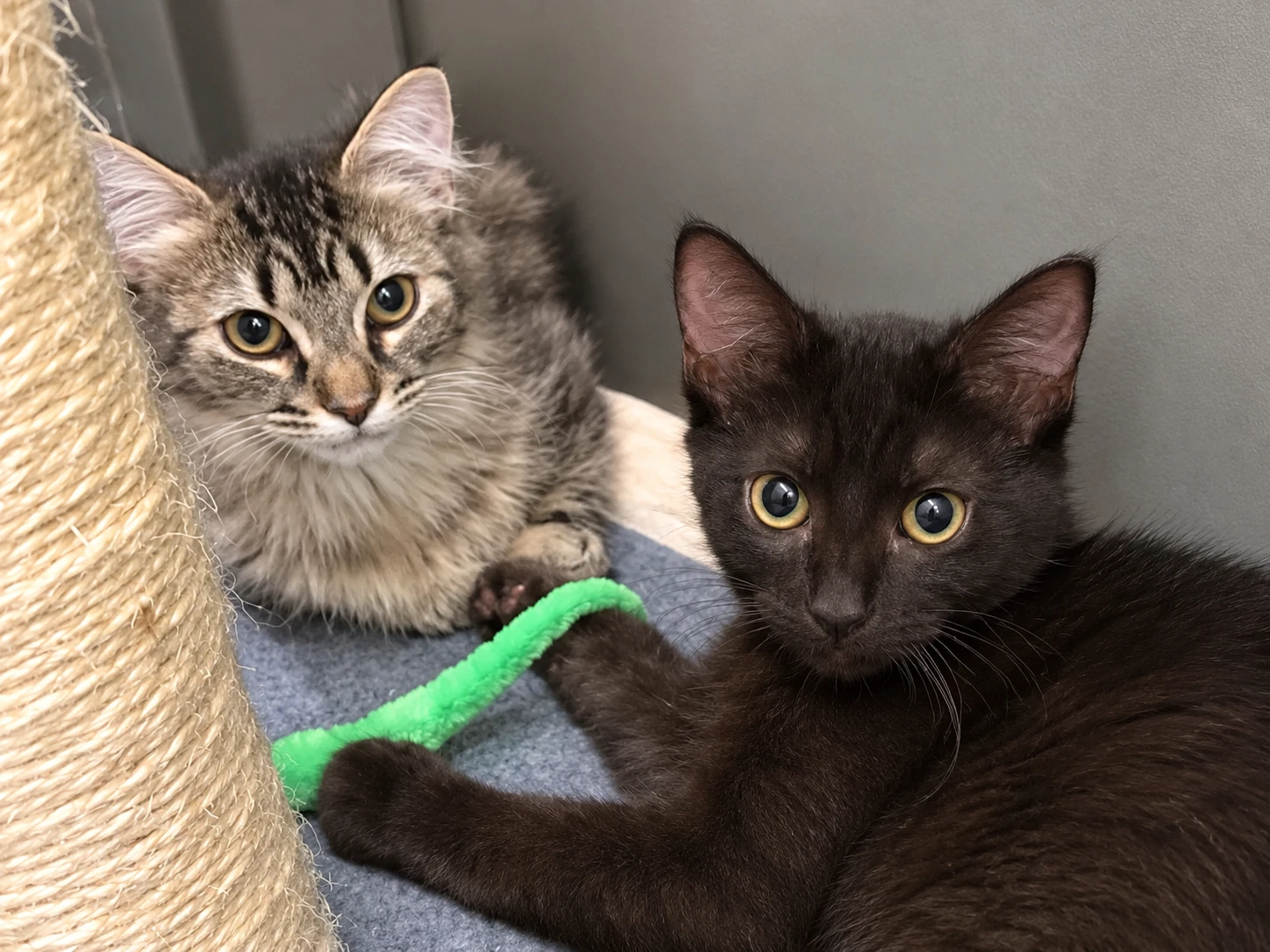 Mocha  Latte Bonded Pair