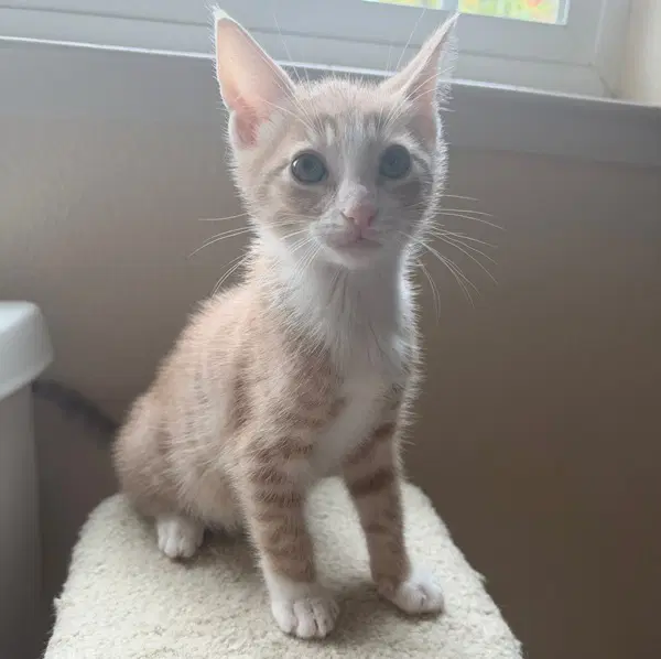 Tucson - Tabby