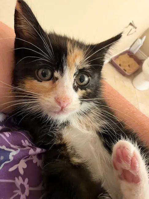Phoenix - Calico