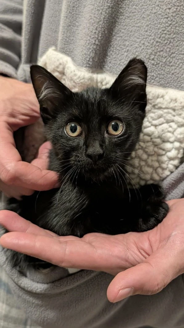 Binx