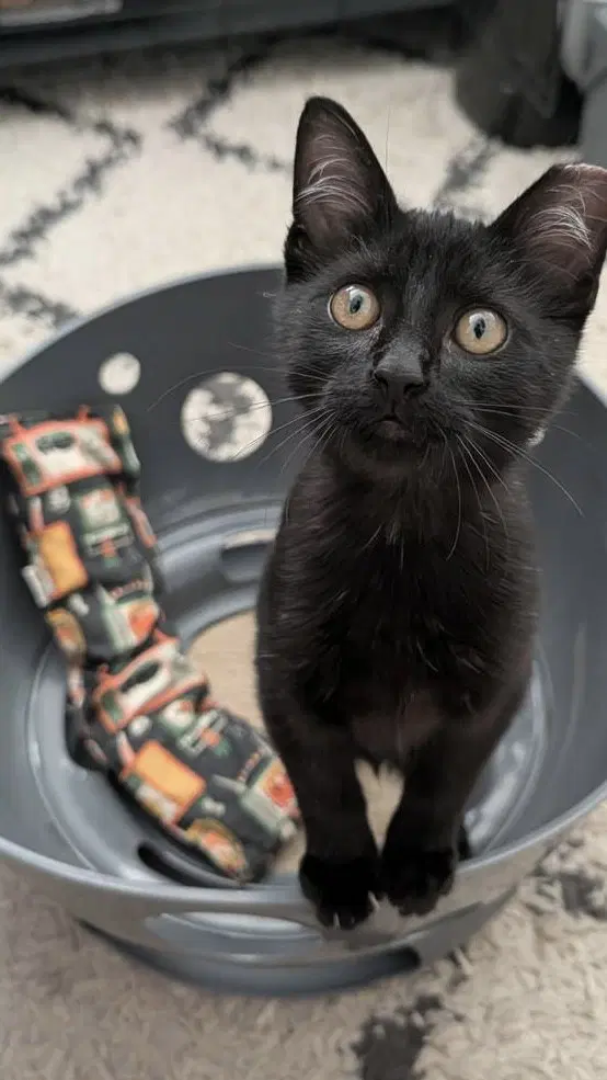 Binx image 2
