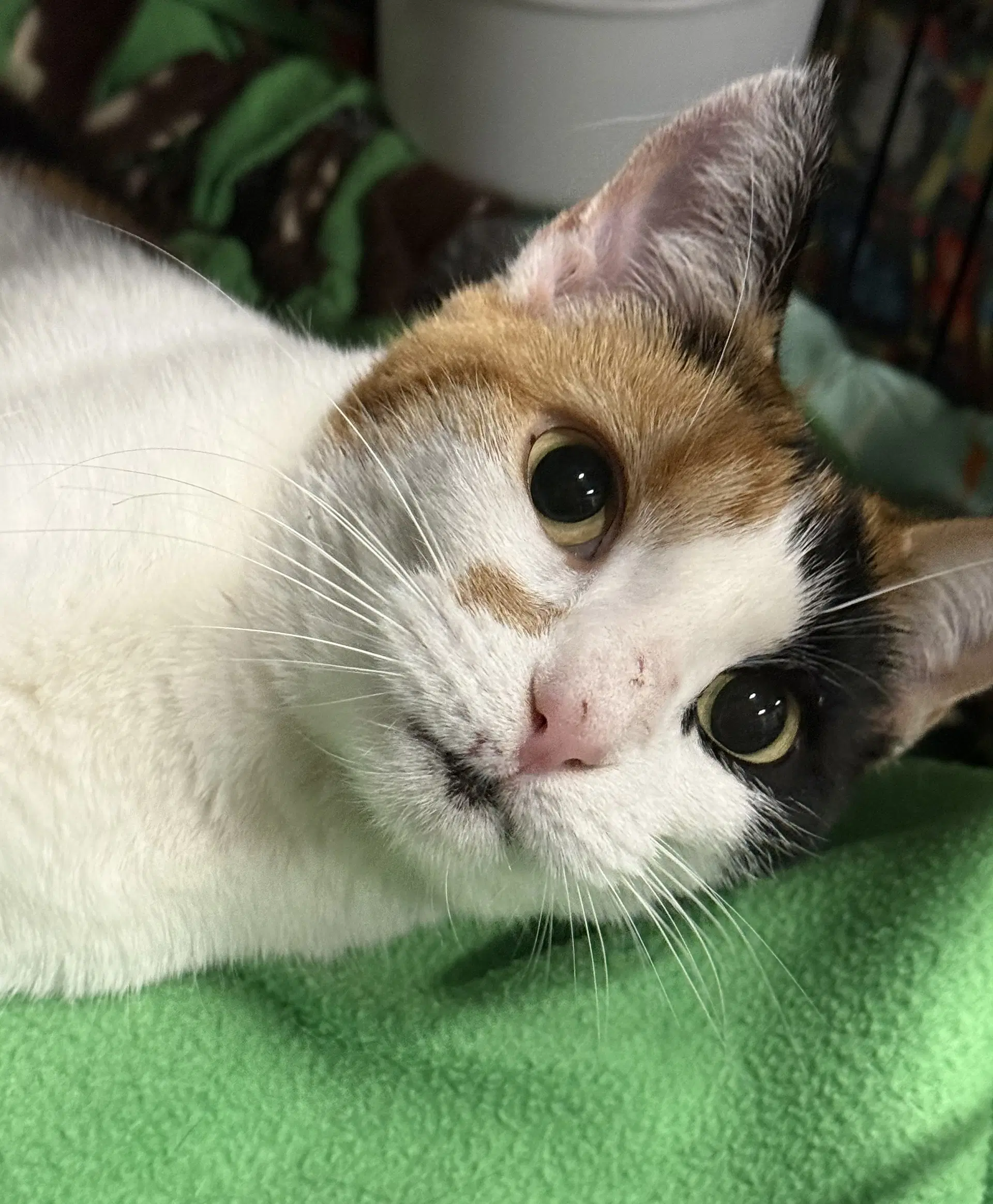 Princess - Calico