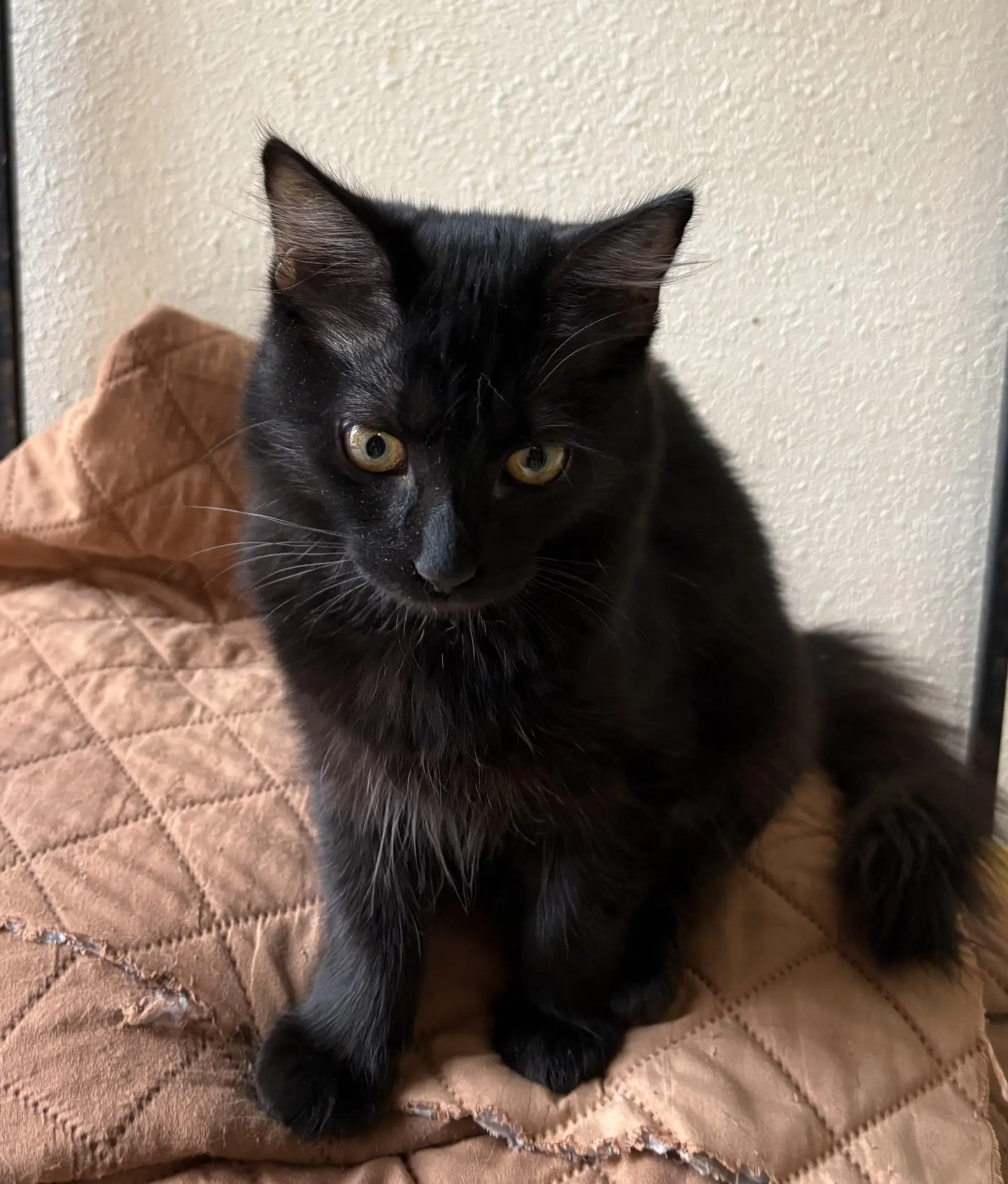 Tiki - Domestic Medium Hair