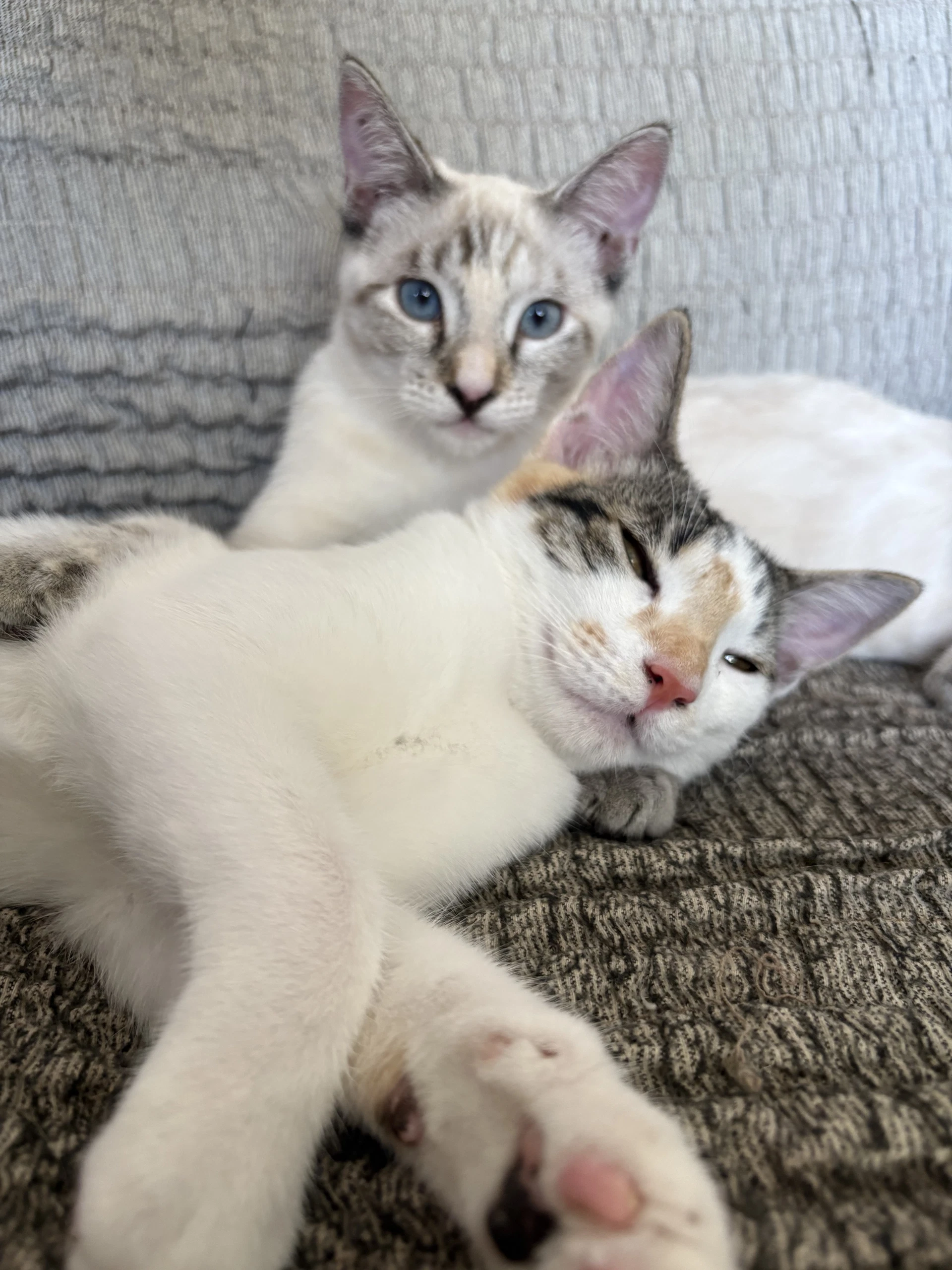 Callie  Cleo Bonded Pair